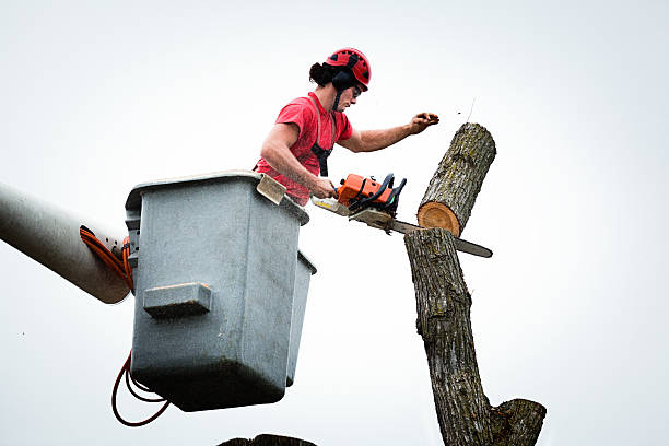 Professional Tree Services in Rome, GA